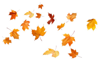 Wall Mural - png autumn leaves falling white background