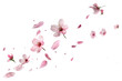 © Rawpixel.com - PNG Delicate pink cherry blossoms floating