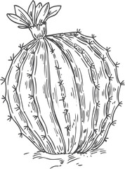 Sticker - Blooming cacti sketch. Ink botanical cactus drawing