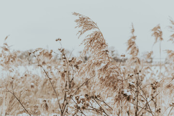 Wall Mural - A serene landscape featuring a field of tall grass with delicate snowflakes gently resting on the ground, evoking a sense of tranquil winter beauty.