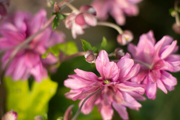 Wall Mural - Close-up of Vibrant Pink Flowers in Bloom During Springtime