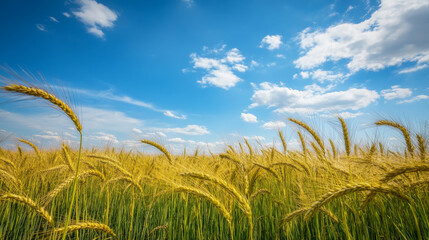 Scenic view of a ripe rye field under a bright blue summer sky. -