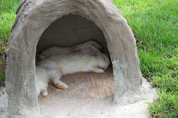 A family of rabbits sleeping in a hole