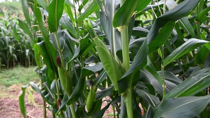 Poster - Close up of corn cobs growing on stalks in a green field, Cob of corn growing in corn field