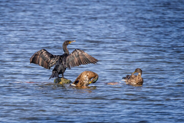 Sticker - Close up of Cormorant with wings spread on rock in middle of lake with pair of Mallard ducks.