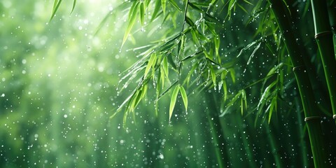 Sticker - Rain Falling on Lush Green Bamboo Forest