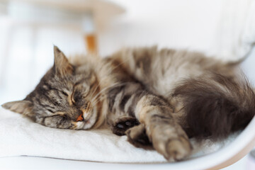 portrait sleeping fluffy gray cat