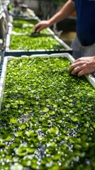 Fresh green aquatic plants are being cultivated in trays as workers tend to them