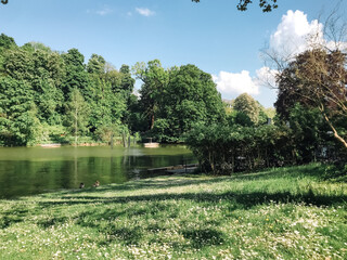 Wall Mural - A park with a pond and trees. The pond is full of ducks. The sky is blue and the grass is green