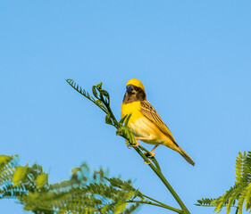 yellow bird on a branch