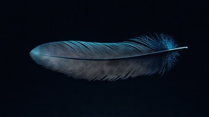 Poster -   Blue feather on black background with reflection on left side