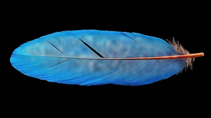 Canvas Print -   A detailed image of a blue bird's feather with a brown tip on a black background with room for inscriptions