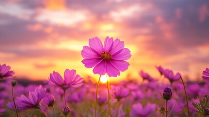 Field of flowers at sunset and dawn spring summer background with bright beautiful flowers