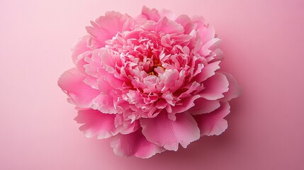 Sticker -   Pink flower close-up on pink background Single flower centered