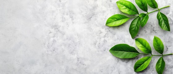 Poster -  A collection of green leaves resting atop a white marble counter, adjacent to a green, leafy plant