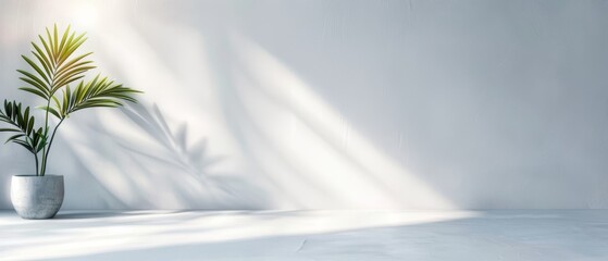 Wall Mural -  A white vase holding a plant on a table, shadow of the adjacent wall visible behind it