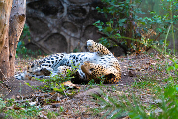 leopard resting on the grass