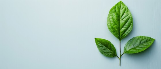  Two green leaves rest atop a light blue surface, beneath a white wall in the background