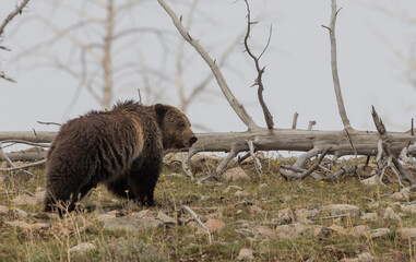 Poster - Grizzly Bear in Yellowstone National Park Wyoming