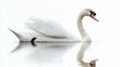 © kinara art design - A graceful swan gliding on calm water, showcasing elegance and tranquility.