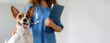 © Prostock-studio - Smiling Jack Russell Terrier in focus with blurred background featuring woman veterinarian holding clipboard, symbolizing pet healthcare