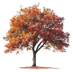 Sticker - PNG  Solitary autumn tree vibrant foliage