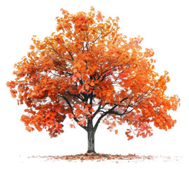 Poster - PNG  Vibrant autumn tree illustration art