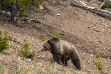 Canvas Print - Grizzly Bear in Yellowstone National Park Wyoming