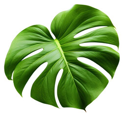 PNG Split leaf philodendrom leaf blossom flower plant.