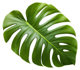 PNG Split leaf philodendrom leaf blossom flower plant.