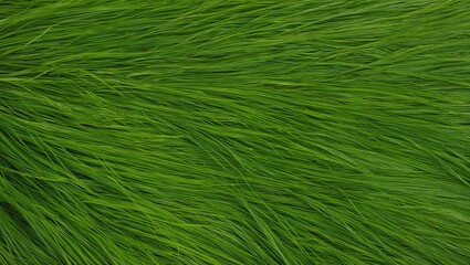 Wall Mural - green grass background texture nature field sirface lawn