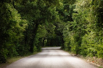 Sticker - Serene road through lush green forest