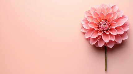 Wall Mural -   A pink flower on a pink background with a green stem centered in the flower's center