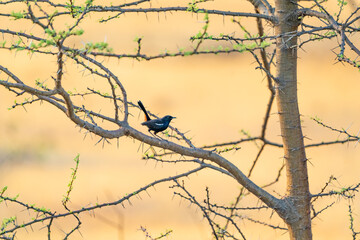 bird on a branch