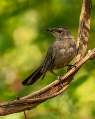 Wall Mural - fledgling gray catbird