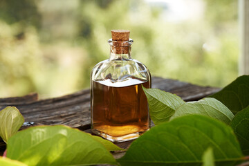 Poster - A bottle of herbal tincture with japanese knotweed or Reynoutria japonica leaves on a table