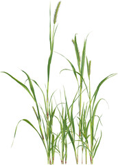 Wall Mural - Side view of Yellow Foxtail plant