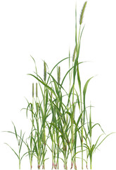 Wall Mural - Side view of Yellow Foxtail plant