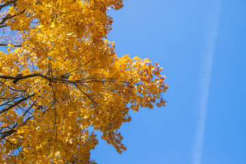 Autumn forest background. Vibrant color tree, red orange foliage in fall park. Nature change scene. Maple leaves in october season, Sunny day weather, bright blue sky. copy space