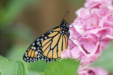 Sticker - monarch butterfly on flower