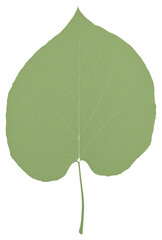 Sticker - Detailed green leaf illustration