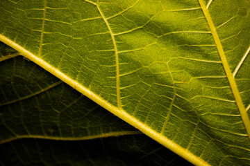 A close-up view of a fig tree leaf. Green nature background. 