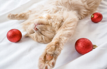 Close-up of a red fluffy cat sleeping on its back in a white bed with red Christmas balls