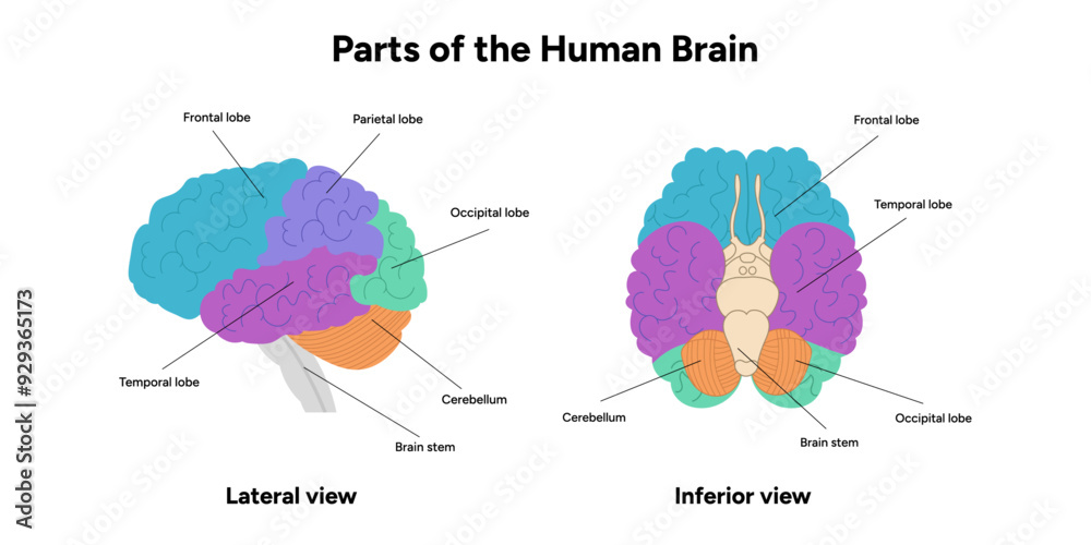 Mind Part Parts of Human brain with colored parts diagram. Medical infographic ...