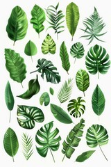 Aufkleber - Tropical leaves on a white background