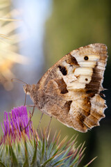 Wall Mural - Butterfly. Chazara briseis. Hermit. Nature background. 