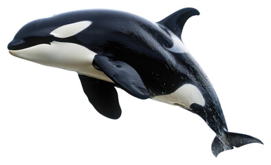 png orca animal mammal whale.