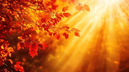 Wall Mural - warm sunlight filtering through vibrant autumn leaves in forest