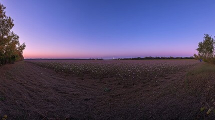 A cotton field sprayed with pesticides, with chemicals leaking into nearby water bodies, demonstrating the detrimental effect agricultural practices have on our ecosystem