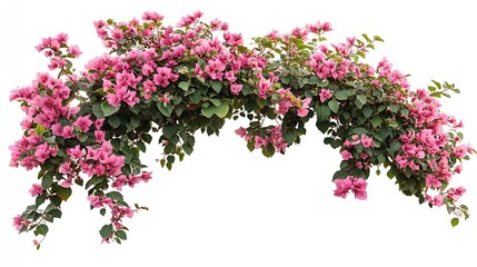 Aufkleber - Tropical plant fence bush shrub surfinia pink tree isolated on white background with clipping path : Generative AI